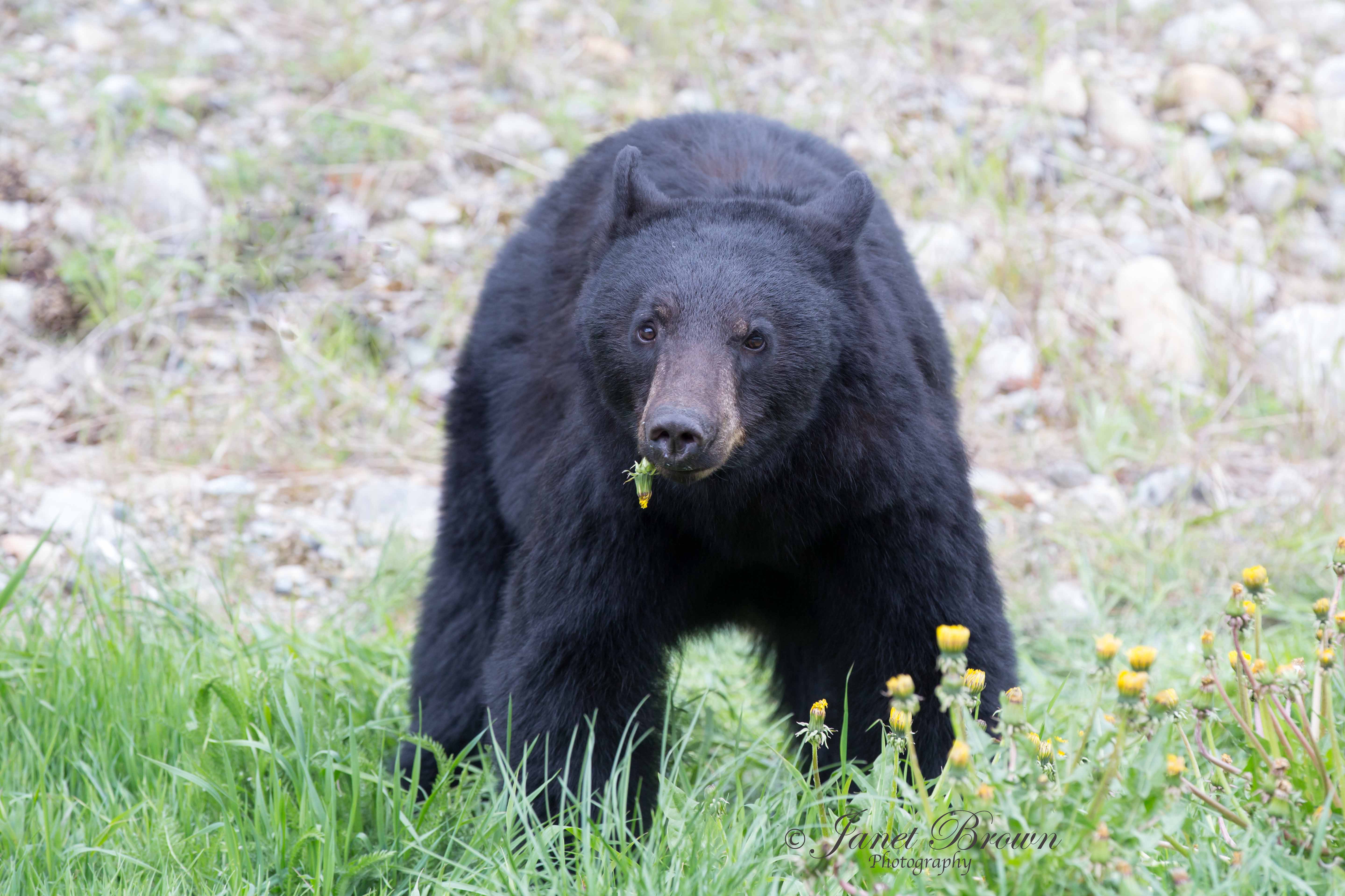 Black Bears - Janet Brown Photography.